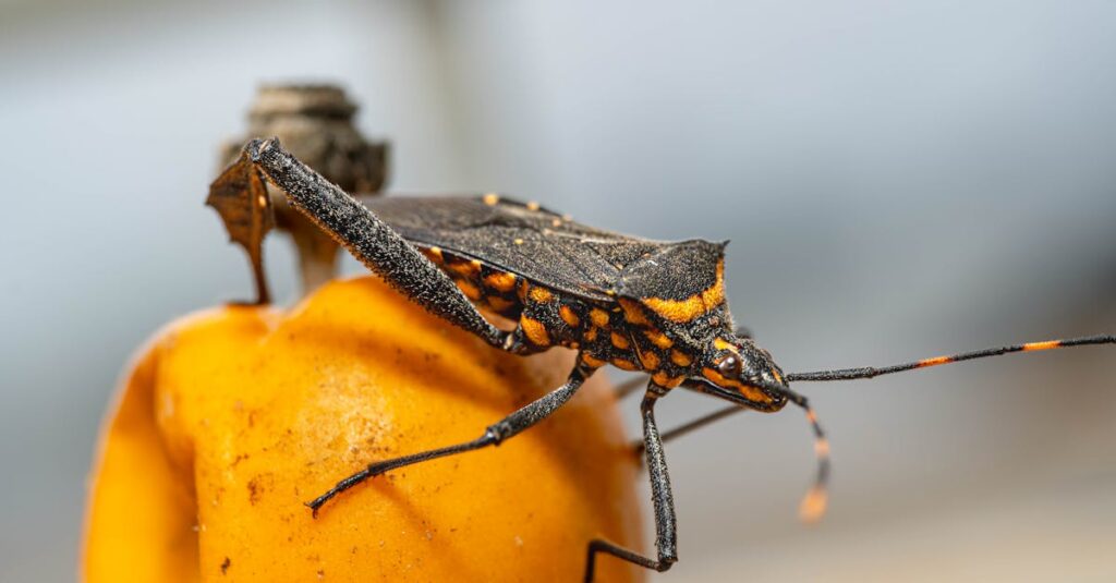 Kissing Bug Disease Hits U.S.: What You Need to Know image