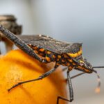 Kissing Bug Disease Hits U.S.: What You Need to Know image
